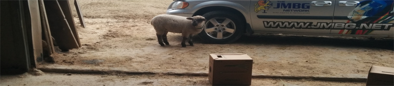 A Sheep standing next to a JMBG Work truck with boxes of networking wire in view